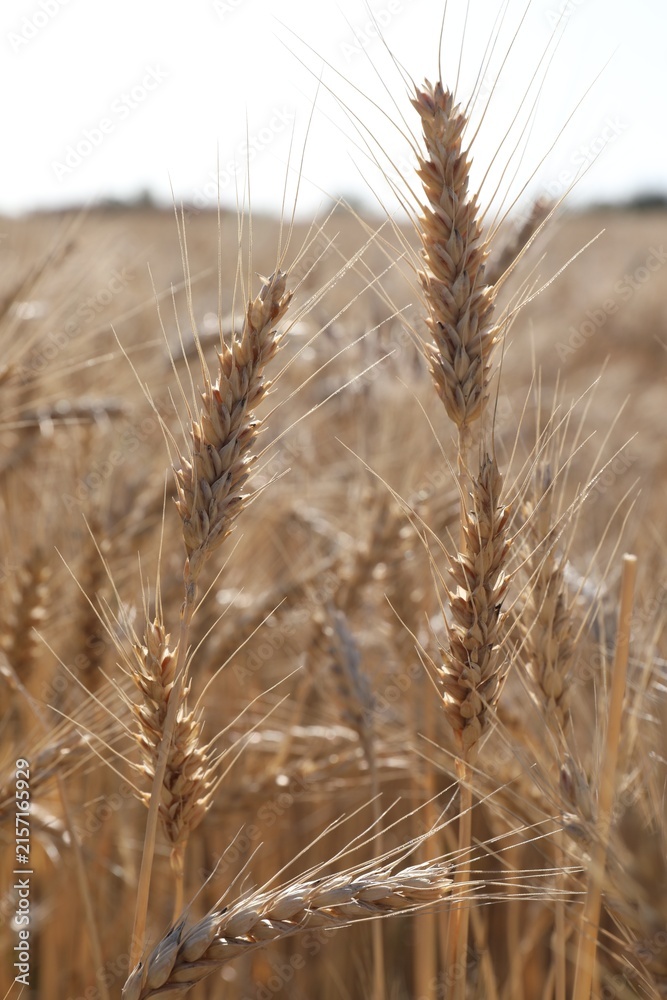 Fototapeta premium Golden wheat spikes growing in field, closeup