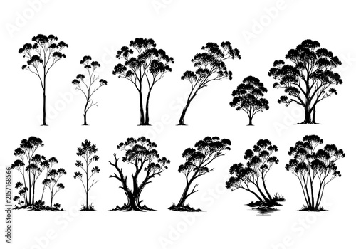 Eucalyptus tree silhouette collection of diverse native plant vector