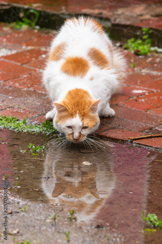 Cuadro en lienzo stray orange and white color drinking from a stagnant water with reflection