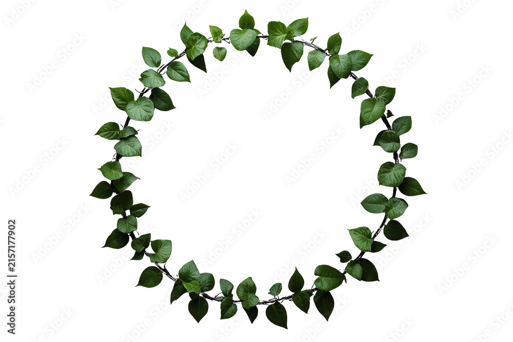 Naklejka premium Loose circular wreath of green leaves and vines