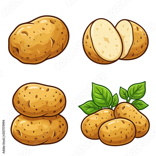 Set of fresh raw potato tubers and sliced potatoes with green leaves vector illustration