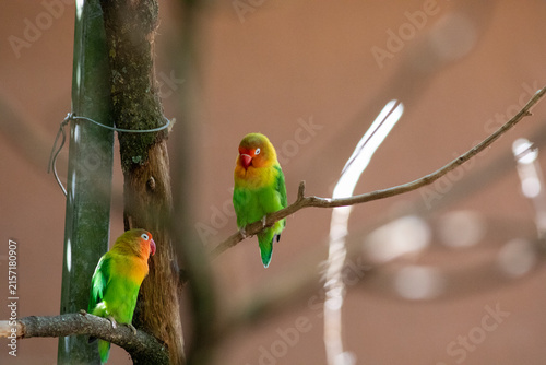 Fotografie Lovebirds on a branch