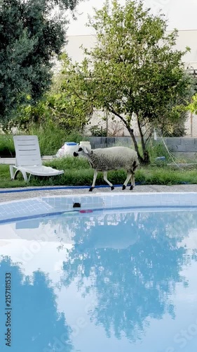 Sheep walking by swimming pool