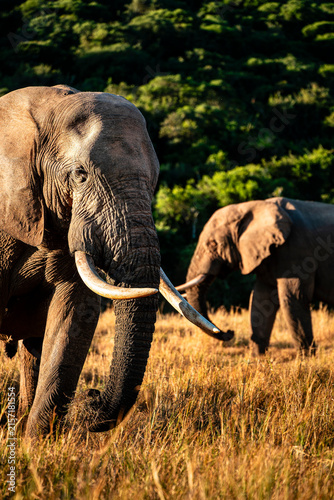 Canvas Print Addo Elephant Park Wildlife, South Africa