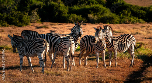 Photography Addo Elephant Park Wildlife, South Africa