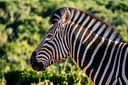 Canvas Print Addo Elephant Park Wildlife, South Africa