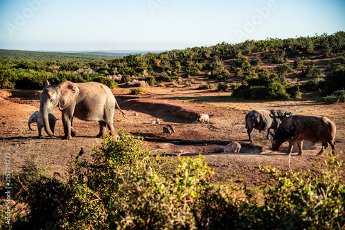 Addo Elephant Park Wildlife, South Africa