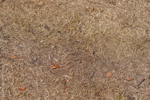 Close up desiccated grass in a dry lawn in a Dutch garden. Hot summer, August, Netherlands
