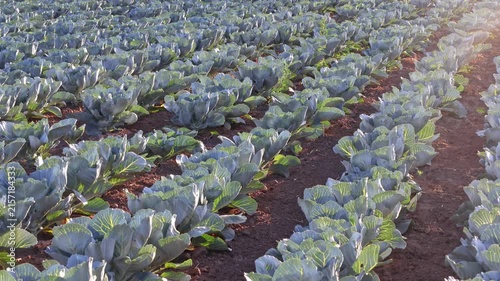Cabbage plants grow in straight rows in a large field at sunrise. The land is rich and ready for harvest. Farmers tend to crops in this rural area early in the day