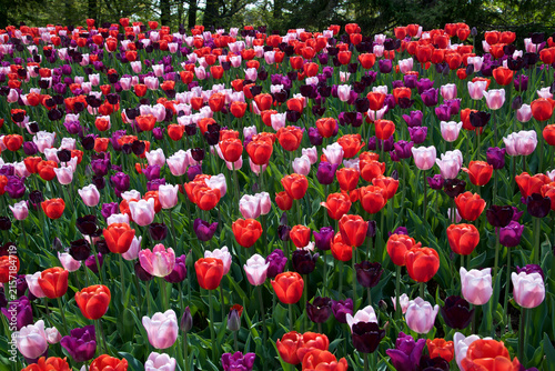 Multi-coloured tulips in the garden, Toronto Botanical Garden