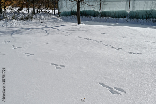 Winter landscape of the animal footprint on the the snow covered winter landscape