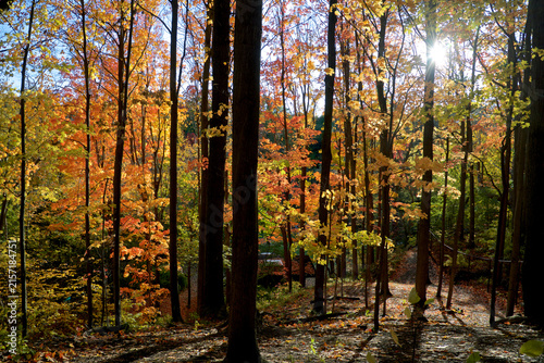 The autumn leaves colour with lens flare