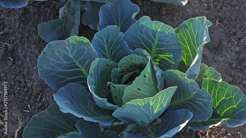 A cabbage plant growing in a garden with soil visible around it. The leaves are green and have a rich texture. This is an outdoor scene in clear light