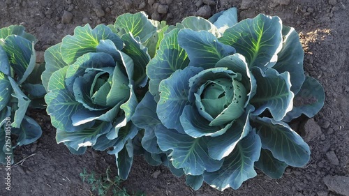 This shows fresh cabbage plants growing close to the ground in a garden. The plants have large green leaves and are in the soil. It is a clear day with sunlight