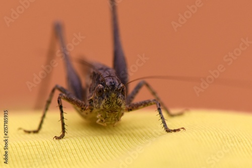 Obraz na płótnie Grasshopper isolated in studio on a yellow background macro photography