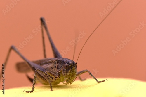Canvastavla Grasshopper isolated in studio on a yellow background macro photography