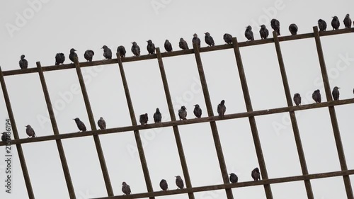 Extra zoomed in on a group of common starlings (Sturnus vulgaris) sitting on the blade of a windmill in Kinderdijk windmill area