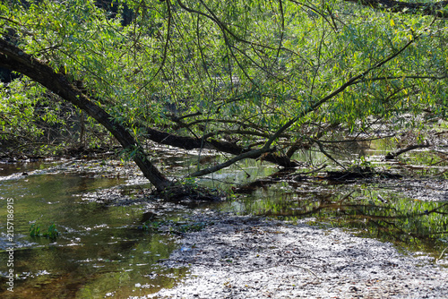 Quadro su tela Leaning trunks and spreading willow branches hang over a shallow forest river, forming a dense green canopy