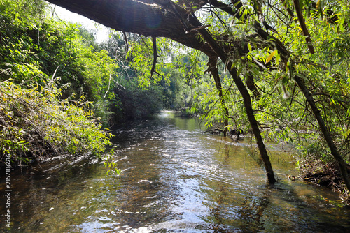 Obraz na plátně A leaning tree trunk and dense branches form a natural arch over a quiet forest river
