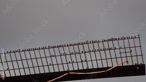A group of common starlings (Sturnus vulgaris) sitting on the blade of a windmill in Kinderdijk windmill area