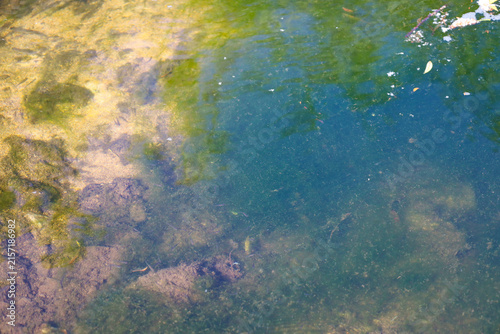 Obraz na plátně Clear river water reveals a shallow stony and sandy bottom covered with green algae