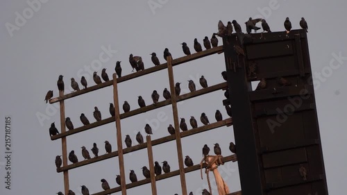 A group of common starlings (Sturnus vulgaris) sitting on the blade of a windmill in Kinderdijk windmill area and many starlings are squabbling over a spot on a crossbeam