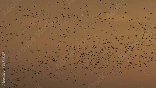 A flock of of common starlings (Sturnus vulgaris) flying during the golden hour in the evening and passing the blade of a windmill in Kinderdijk windmill area - slow motion