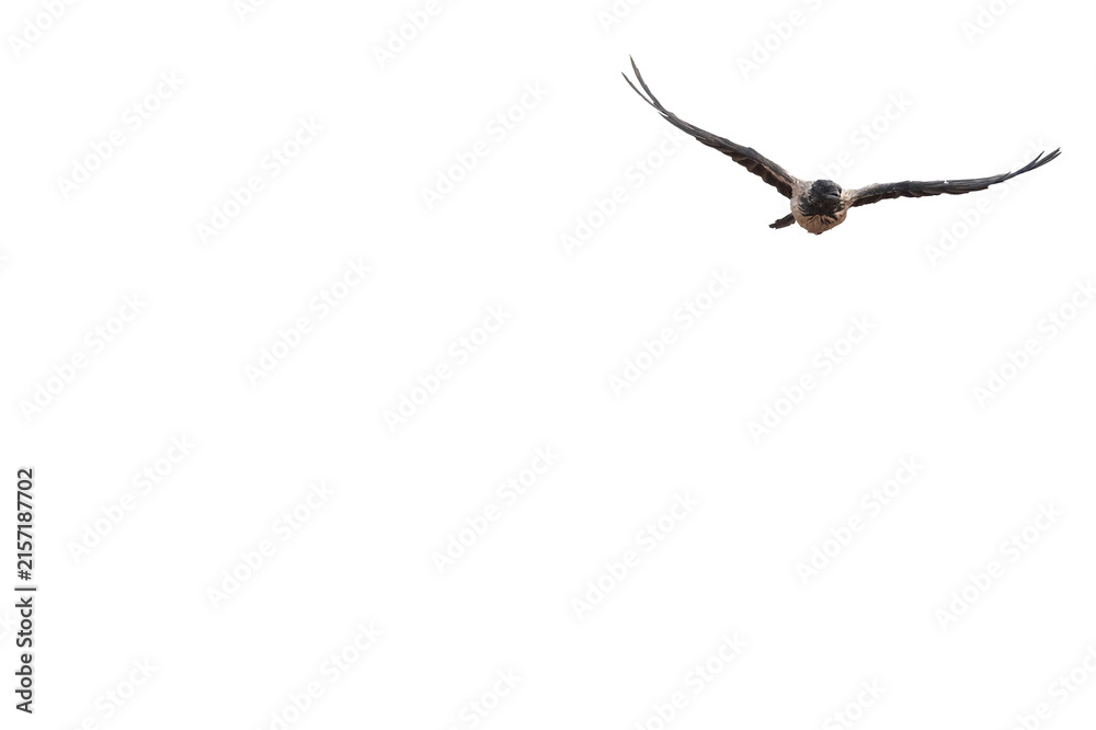 Naklejka premium A Hooded Crow, isolated against a transparent background, gliding toward the camera with its wings spread wide from a direct head-on angle.
