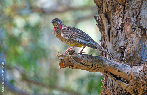 A Red Wattlebird With Very Red Wattles