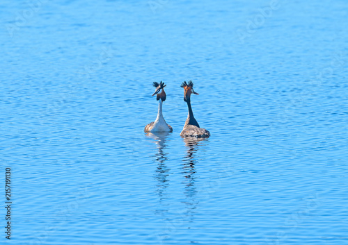 A Pair of Great Crested Grebes Displaying in a Wetland Pond