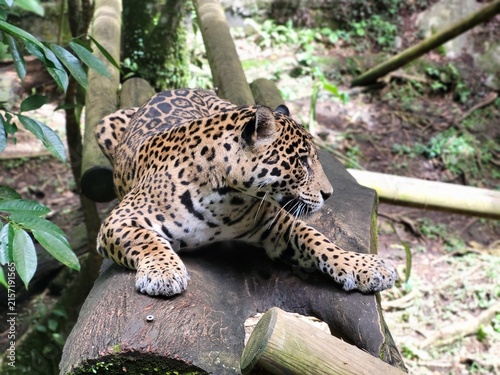 Foto Jaguar