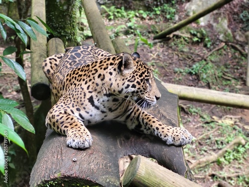 Foto Jaguar