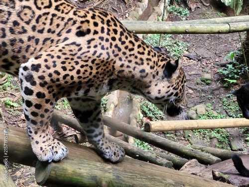 Foto Jaguar