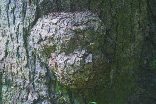 Tree Trunk with Hollow Heart