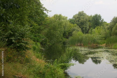 Reflective River Framed Willow Trees