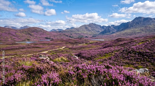 Scottish heather moorland in full August purple bloom under blue sky, Ultra High-Definition Background Stock Image.