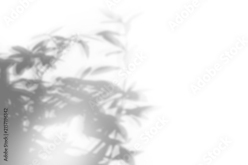 Shadow of plant with leaves on transparent background, png