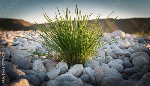 grass weed growing through decomposed granite ground