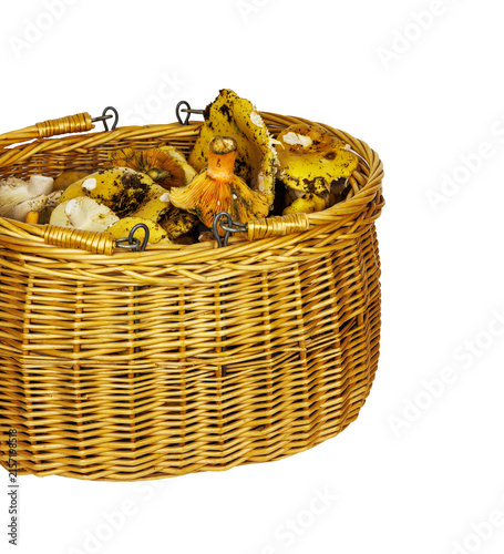 Wicker foraging basket containing edible wild mushrooms, isolated as a cutout on a transparent background.
