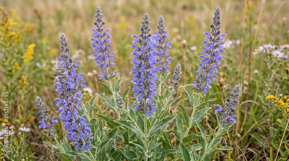 Obraz premium American Prairie sage in bloom - blue-violet spikes over silver-green foliage, High-Resolution Travel and Nature Stock Photo.