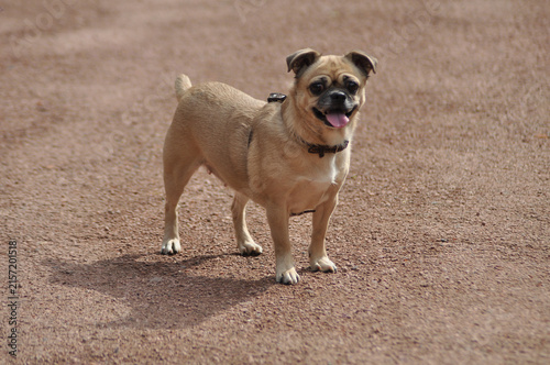 Portrait of chug dog sand-colored fur pet standing isolated on the road  