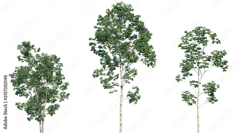 Fototapeta premium Set of Betula platyphylla (commonly known as the Asian white birch or Japanese white birch) trees frontal isolated png on a transparent background perfectly cutout