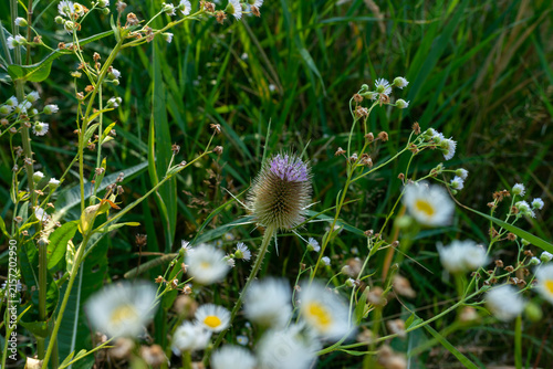 Canvastavla Wild teasel, Dipsacus fullonum, with a spiny oval flower head and pale violet florets growing among annual fleabane, Erigeron annuus