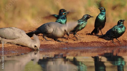 Grey go away bird and Cape Glossy Starling drinking in waterhole with reflection in Kruger National park, South Africa ; Specie Corythaixoides concolor family of Musophagidae 