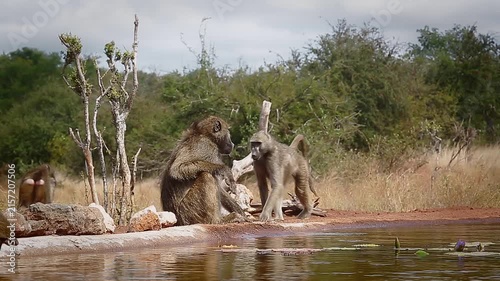 Three Chacma baboons drinking and walking along waterhole  in greater  Kruger National park, South Africa ; Specie Papio ursinus family of Cercopithecidae