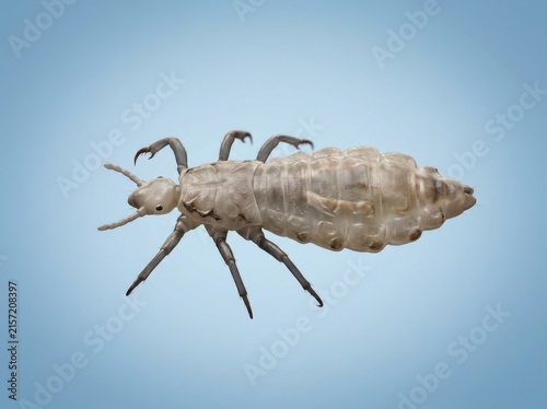 Macro illustration of a head louse on a blue background. Detailed insect anatomy close up