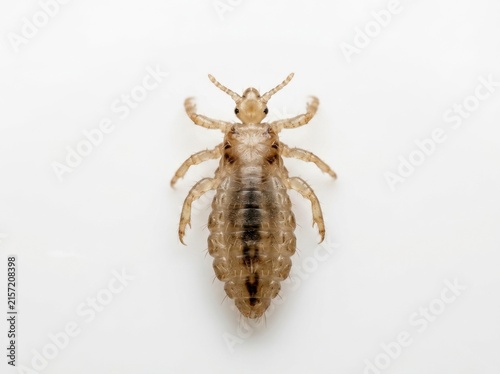 Macro photograph of a single head louse isolated on a white background. Top-down view of parasite insect anatomy. Scientific and educational concept