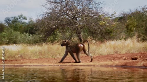 Two Chacma baboons drinking and walking along waterhole  in greater  Kruger National park, South Africa ; Specie Papio ursinus family of Cercopithecidae