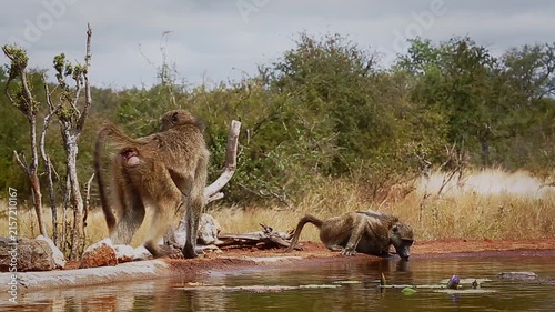 Two Chacma baboons drinking and walking along waterhole  in greater  Kruger National park, South Africa ; Specie Papio ursinus family of Cercopithecidae