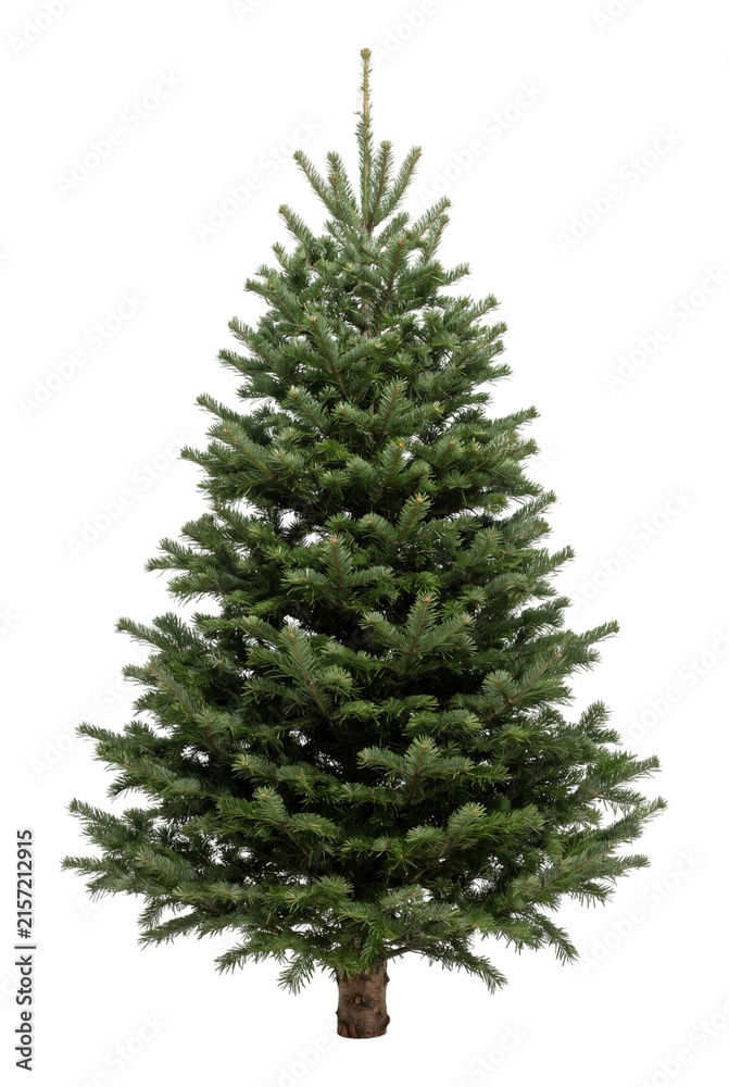 Fototapeta premium Fir tree with detailed needles on transparent background